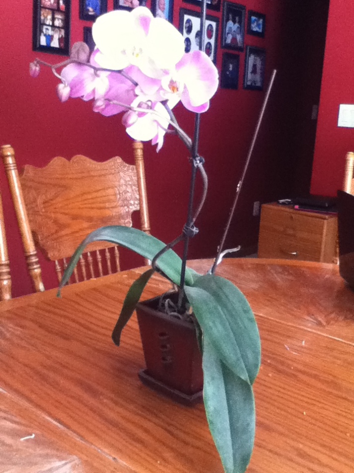 The orchid today.