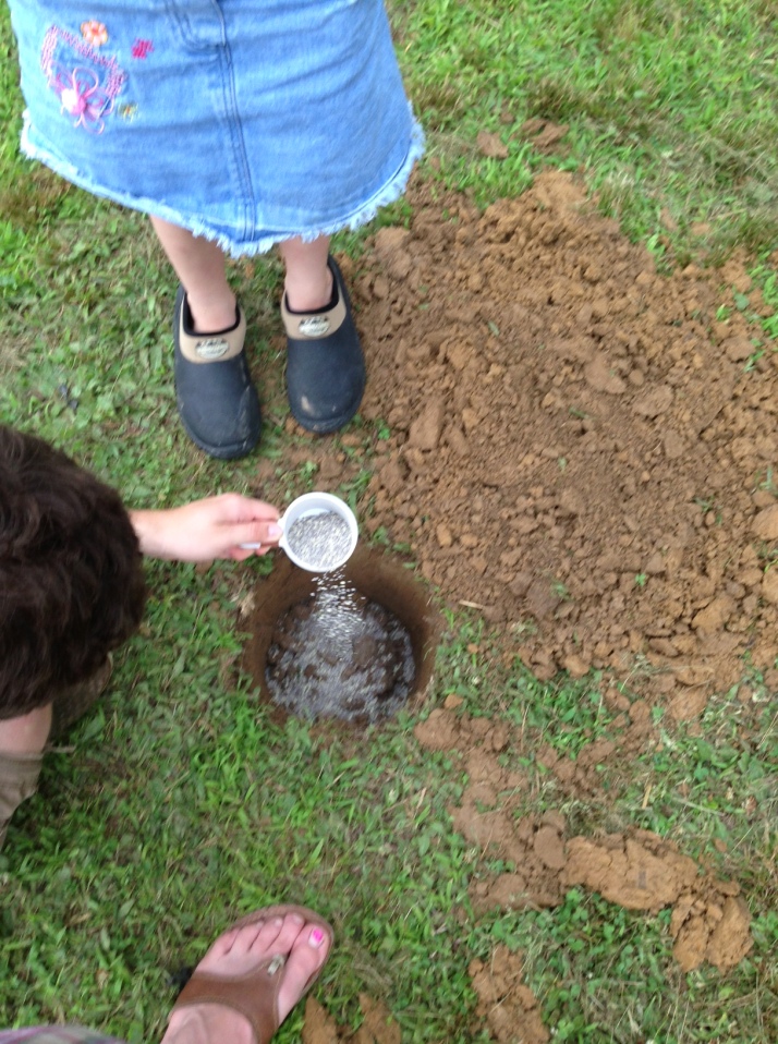 Sprinkling soil acidifier in the soil.